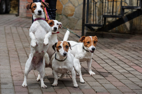 Gorgeous puppies of Jack Russell Terrier in the garden.