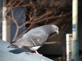 うつむいてる鳩