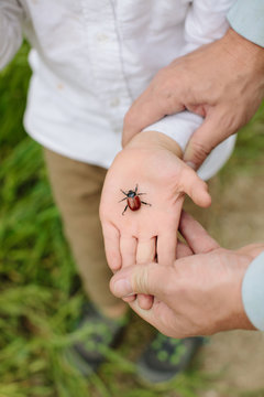Boy holds a bug in his palm hand with Father's hands 