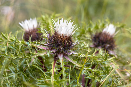 Silver thistle flowers