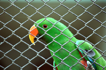 Parrot