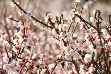 梅の花