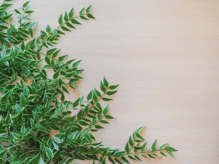 Vine on a light wooden background. Hoya plant.
