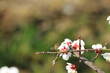 梅の花とミツバチ