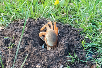 blue land crab, crab which digs the ground
