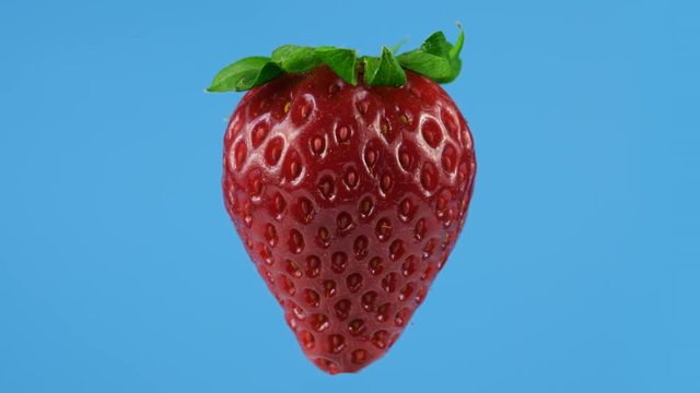 One big red ripe strawberry, looped rotation, blue background
