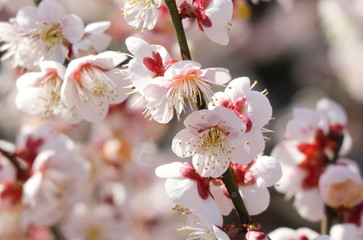 Fototapeta premium 梅の花