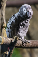 A gray parrot sits on a branch.