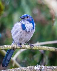 California scrub-jay perched on a maple tree branch. 