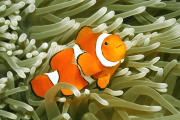Clown Anemonefish, Amphiprion percula