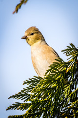 Goldfinch on a cypress branch.