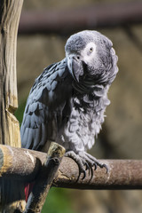 A gray parrot sits on a branch.