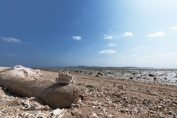 由布島のマンタの浜