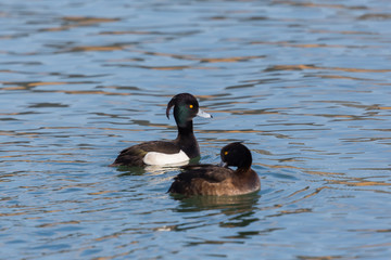 tufted duck couple (aythya fuligula) in blue water