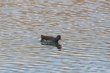 common moorhen bird (gallinula chloropus) on water surface