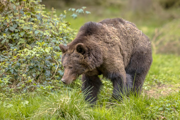 European brown bear foraging in forest habitat