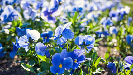 Spring nature background with blue flowers of Viola