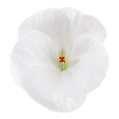 Fototapeta na wymiar Isolated on white background home flower. Pelargonium, the family of geranium.