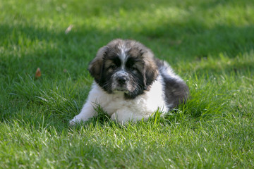 Newfoundland/Great Pyrenees puppy resting on the grass on a spring day