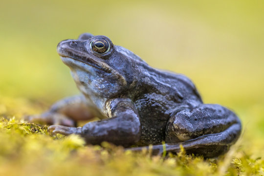 Blue Moor frog side view on bright green background