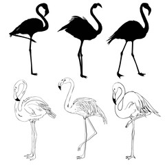 illustration with set of seven flamingo silhouettes isolated on white background