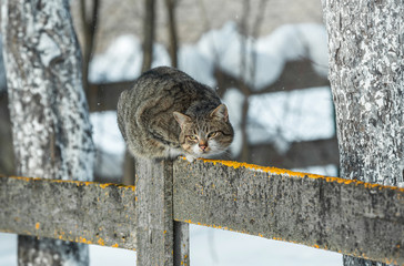 the cat sitting on a fence