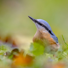 Eurasian Nuthatch autumn colors