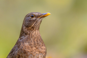 Fototapeta premium Female blackbird headshot green background