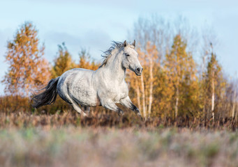 Obraz na płótnie Canvas Purebred Arabian horse running free on a meadow.