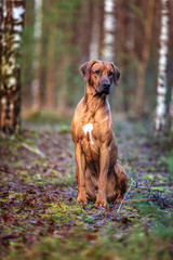 Portrait of a Rhodesian ridgeback dog in an autumn forest.
