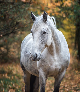 Portrait of an Arabian horse.