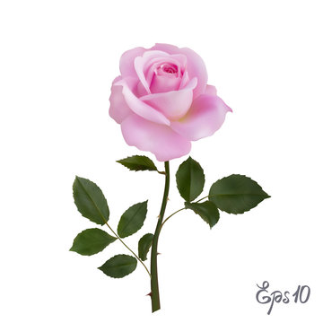 Beautiful pink rose Isolated on white background.
