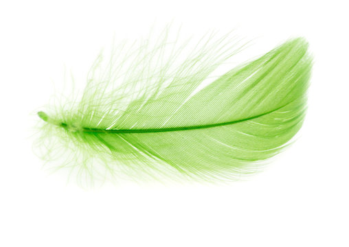 Premium Photo  Green feather white background
