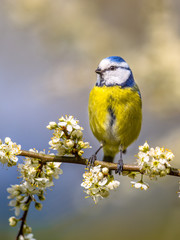 Blue tit portrait in blossom