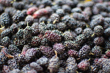 mulberry fruit at sunny day. subject is blurred.