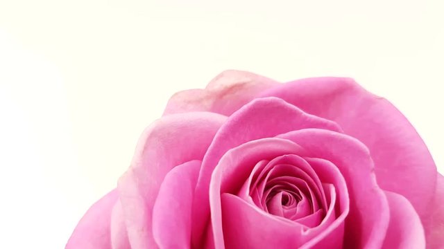 Pink rose rotating on white background. Looping footage.