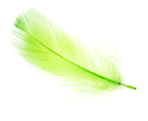 Beautiful green feather on a white background