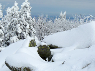 gefrorene, eingeschneite Tannenbäume in einer Winterlandschaft