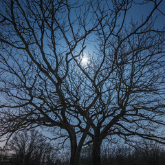 The moon shines through the branches of a tree against the background of the night starry sky in winter.