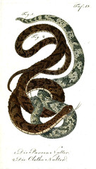 Illustration of a snake.