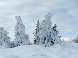 gefrorene, eingeschneite Tannenbäume in einer Winterlandschaft