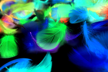 Multi-colored feathers on a black background