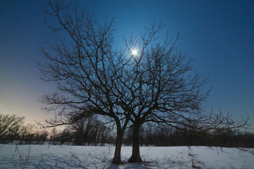 The moon shines through the branches of a tree against the background of the night starry sky in winter.