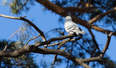 Dove on a tree against a blue sky