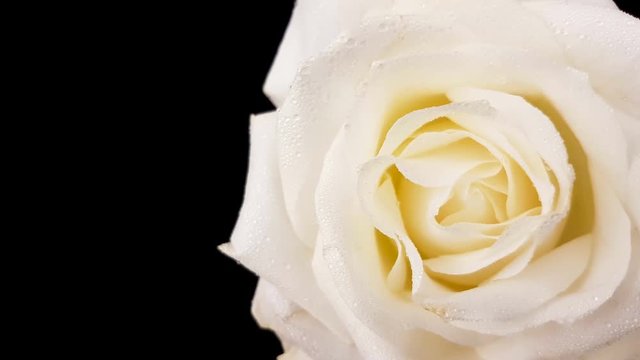 White rose rotating on black background. Loop footage.