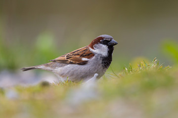 portrait male house sparrow (passer domesticus) in meadow