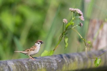 portrait eurasian tree sparrow (passer montanus) standing