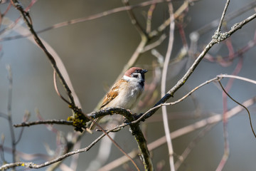 eurasian tree sparrow (passer montanus) sitting within branches