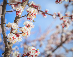 Apricot  tree branch in white-pink-blue tones