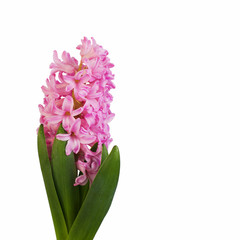 Light pink hyacinth flower isolated on white background